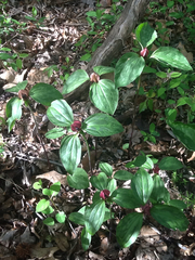Trillium recurvatum