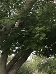 Leucaena pulverulenta
