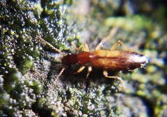 Paradromius