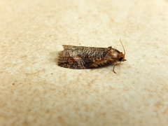 Cryptoptila australana
