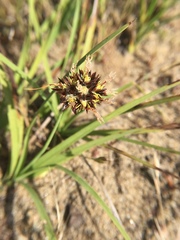 Juncus falcatus