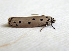 Ethmia heptasema