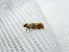 Euphiltra celeteria