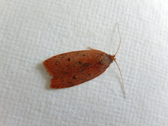 Garrha repandula