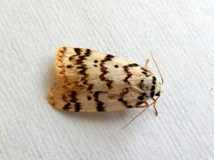 Hectobrocha pentacyma