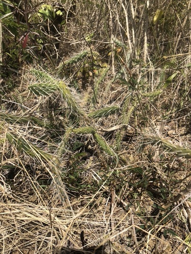 Image of Opuntia repens by (c) Jamie Griffiths, some rights reserved (CC BY)