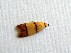 Heteroteucha distephana