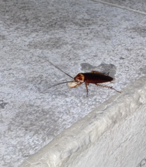 Periplaneta americana