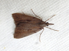 Phrixocomes ophiucha