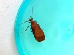 Lambula obliquilinea