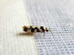 Lichenaula melanoleuca