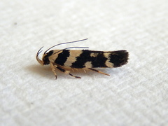 Macrobathra bigerella