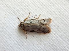 Philobota transversella