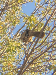 Toxostoma curvirostre