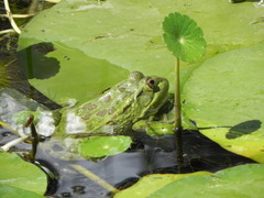 Lithobates chiricahuensis
