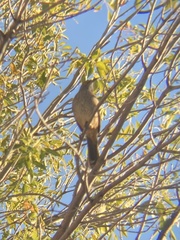 Toxostoma curvirostre