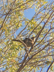 Toxostoma curvirostre