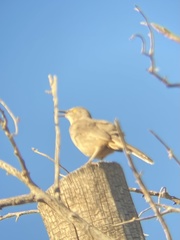 Toxostoma curvirostre