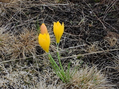 Zephyranthes filifolia