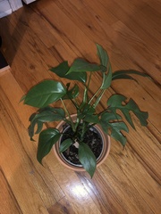 Rhaphidophora tetrasperma