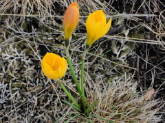Zephyranthes filifolia