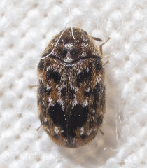 Trogoderma ornatum