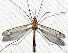 Tipula submaculata