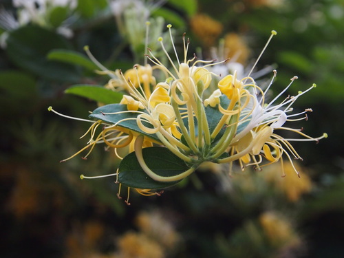 Lonicera confusa