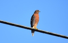 Buteo lineatus lineatus