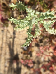 Lessingia germanorum