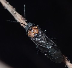 Dolerus unicolor