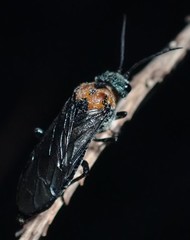 Dolerus unicolor