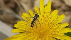Allograpta piurana
