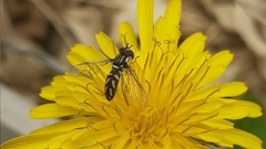 Allograpta piurana