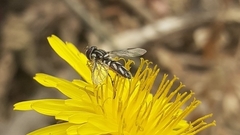 Allograpta piurana