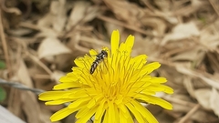 Allograpta piurana