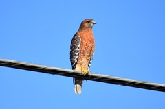 Buteo lineatus lineatus