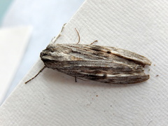 Capusa cuculloides