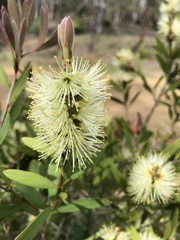 Melaleuca pallida