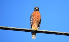 Buteo lineatus lineatus