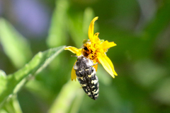 Acmaeodera macra