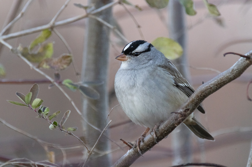 White-crowned Sparrow photographed in Kentucky