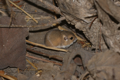 Perognathus
