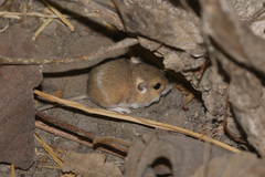 Perognathus