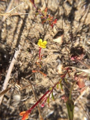 Camissonia strigulosa
