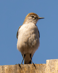 White-Browed Ground Tyrant photo 5