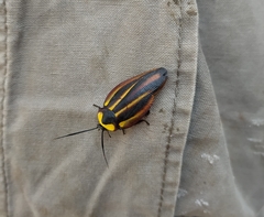 Rochaina mexicana