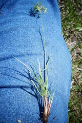 Poa bulbosa vivipara