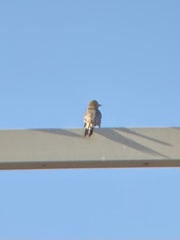 Melanerpes uropygialis