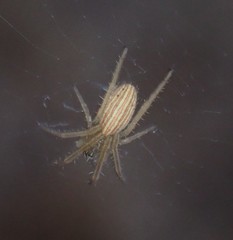 Larinia borealis